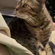 ヒメ日記 2026/04/23 18:31 投稿 なつ 池袋人妻ヒットパレード（シンデレラグループ）