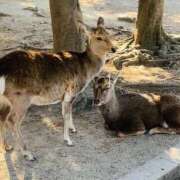 ヒメ日記 2026/02/07 11:47 投稿 みやび 熟女家 東大阪店（布施・長田）