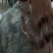 あん 19:30〜 東京人妻セレブリティ（ユメオト）