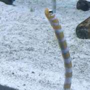 ヒメ日記 2026/01/12 00:49 投稿 小山 鶯谷デッドボール