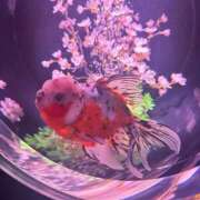 ヒメ日記 2026/01/18 23:29 投稿 小山 鶯谷デッドボール