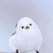 ヒメ日記 2026/01/22 12:23 投稿 小山 鶯谷デッドボール