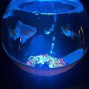 ヒメ日記 2026/01/23 00:09 投稿 小山 鶯谷デッドボール