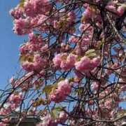 ヒメ日記 2026/04/13 11:54 投稿 小山 鶯谷デッドボール