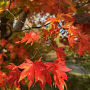 ヒメ日記 2025/11/04 22:25 投稿 かや 奥鉄オクテツ東京店（デリヘル市場）