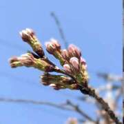 ヒメ日記 2026/03/18 17:20 投稿 かや 奥鉄オクテツ東京店（デリヘル市場）