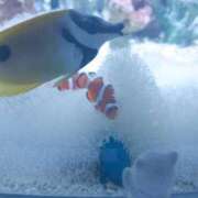 ヒメ日記 2025/11/20 20:27 投稿 ちか WHITE（金沢）