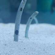 ヒメ日記 2025/12/30 22:54 投稿 ちか WHITE（金沢）