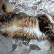 りん 🐱 新潟デリヘル倶楽部