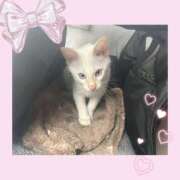 ヒメ日記 2025/11/13 14:17 投稿 のの♡完全業界未経験♡ もえたく