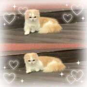 ヒメ日記 2025/11/11 21:47 投稿 あかね【店推し特待生】 もえたく