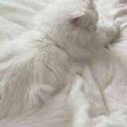 ヒメ日記 2025/12/15 00:37 投稿 あかね【店推し特待生】 もえたく