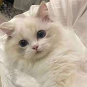 ヒメ日記 2026/02/19 14:17 投稿 あかね【店推し特待生】 もえたく