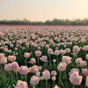 ヒメ日記 2026/04/12 14:17 投稿 あかね【店推し特待生】 もえたく