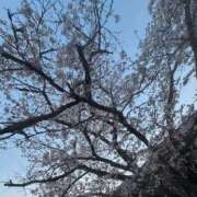 ヒメ日記 2026/04/10 12:24 投稿 つばさ 天空のマット