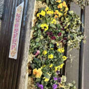 ヒメ日記 2026/02/25 14:33 投稿 ことね PLATINA