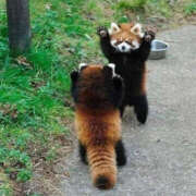 ヒメ日記 2026/03/23 21:13 投稿 ことね PLATINA