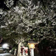 ヒメ日記 2026/04/06 13:54 投稿 ことね PLATINA