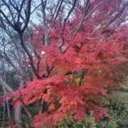 ヒメ日記 2025/12/08 16:42 投稿 さなえ 熟女の風俗最終章 新宿店