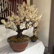 ヒメ日記 2026/02/27 17:58 投稿 さなえ 熟女の風俗最終章 新宿店