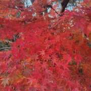 ヒメ日記 2025/12/07 16:34 投稿 さなえ 熟女の風俗最終章 池袋店