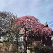 さなえ 出勤🍀 熟女の風俗最終章 池袋店