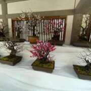 さなえ 感謝&お知らせ🍀 熟女の風俗最終章 池袋店