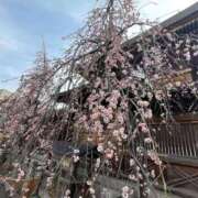 ヒメ日記 2026/03/03 18:25 投稿 さなえ 熟女の風俗最終章 池袋店