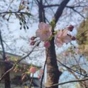 ヒメ日記 2026/03/05 14:05 投稿 さなえ 熟女の風俗最終章 池袋店