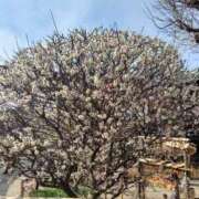 さなえ 出勤&受付終了💮 熟女の風俗最終章 池袋店