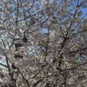 ヒメ日記 2026/04/04 15:00 投稿 もか ごほうびSPA五反田店