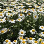 ヒメ日記 2026/04/11 19:00 投稿 もか ごほうびSPA五反田店