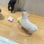 ヒメ日記 2025/12/23 20:38 投稿 やゆ ミルクハート（ユメオト）