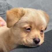 ヒメ日記 2025/10/09 18:09 投稿 ももか とある風俗店♡やりすぎさーくる新宿大久保店♡で色んな無料オプションしてみました