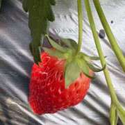 ヒメ日記 2026/02/15 17:07 投稿 月影せれな 色気あるワイフ