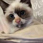 ヒメ日記 2025/11/22 07:09 投稿 花音(かのん) チューリップ宇都宮店