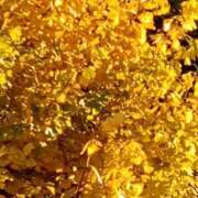 ヒメ日記 2025/11/29 15:03 投稿 あおい クラブA