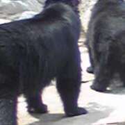 安西 朝から雪吹雪いて寒い🌁⛄🌁 ダイヤモンドクラブ