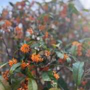 ヒメ日記 2025/11/10 21:46 投稿 まお【性感】 性感エステBianca豊中店