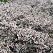 まお【性感】 出勤予定🌸 性感エステBianca豊中店