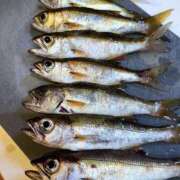 守屋 はるき ムツ釣り 30代40代50代と遊ぶなら博多人妻専科24時