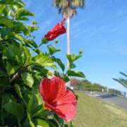 ヒメ日記 2026/04/09 07:25 投稿 守屋 はるき 30代40代50代と遊ぶなら博多人妻専科24時