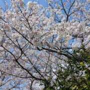 ヒメ日記 2026/04/13 14:30 投稿 守屋 はるき 30代40代50代と遊ぶなら博多人妻専科24時