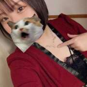 せいな 今週の出勤日について ちゃんこ本厚木店