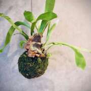 ヒメ日記 2026/02/02 10:32 投稿 さよ 大阪人妻援護会