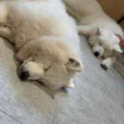 ヒメ日記 2026/02/02 22:32 投稿 きこ sakura