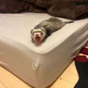 こあ ごめんなさい。 池袋ぱんぷきん（シンデレラグループ）