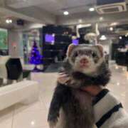 ヒメ日記 2025/12/11 16:55 投稿 こあ 池袋ぱんぷきん（シンデレラグループ）