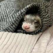 ヒメ日記 2026/02/12 13:17 投稿 こあ 池袋ぱんぷきん（シンデレラグループ）