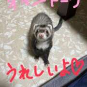 ヒメ日記 2026/02/14 03:02 投稿 こあ 池袋ぱんぷきん（シンデレラグループ）